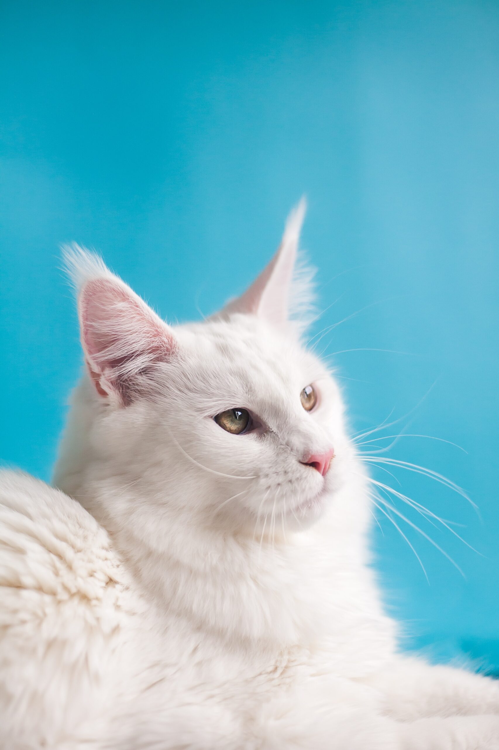 A white cat with long whiskers and a blue background