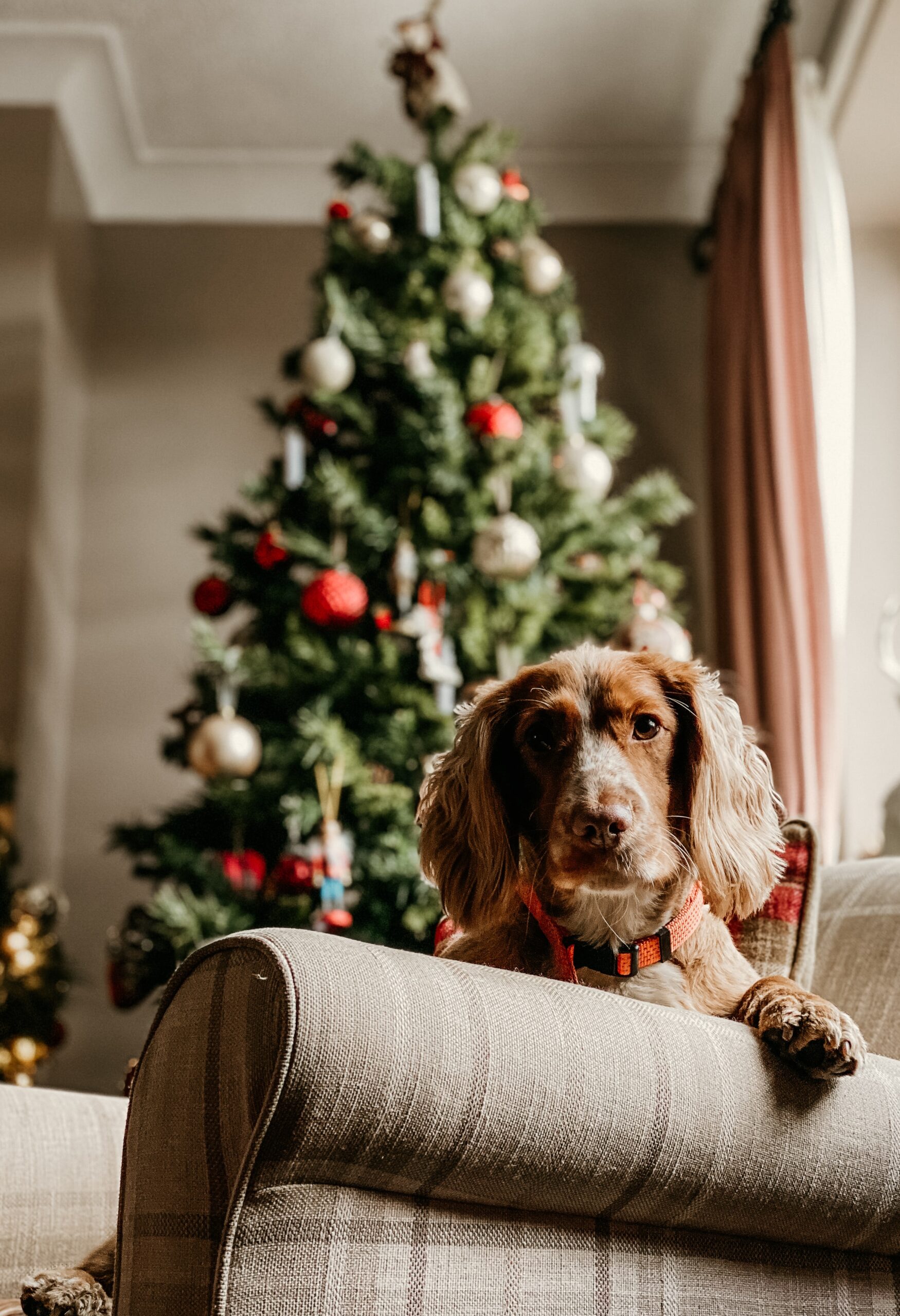 A picture of a cute puppy under the mistletoe