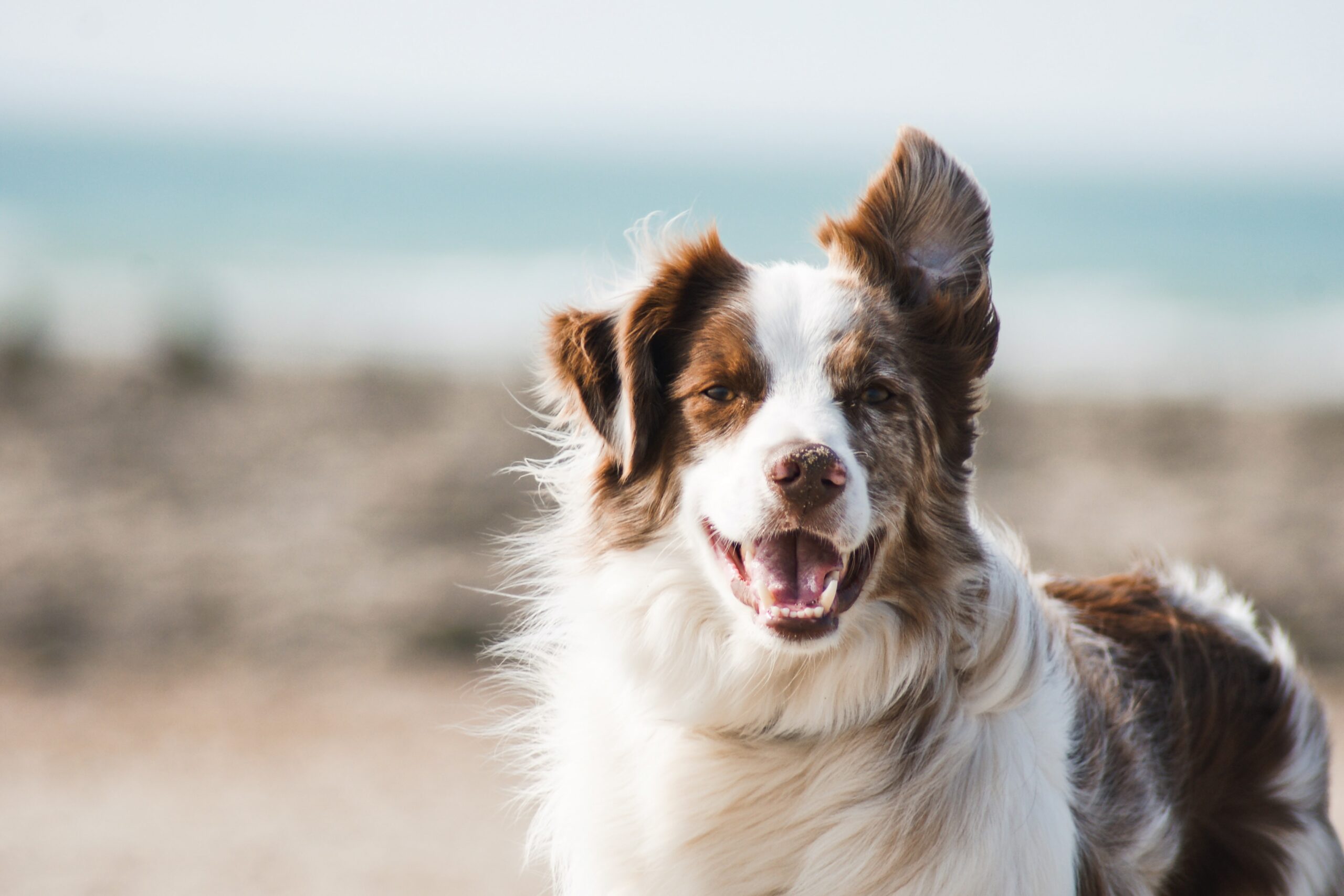 A dog with its mouth open and tongue hanging out.