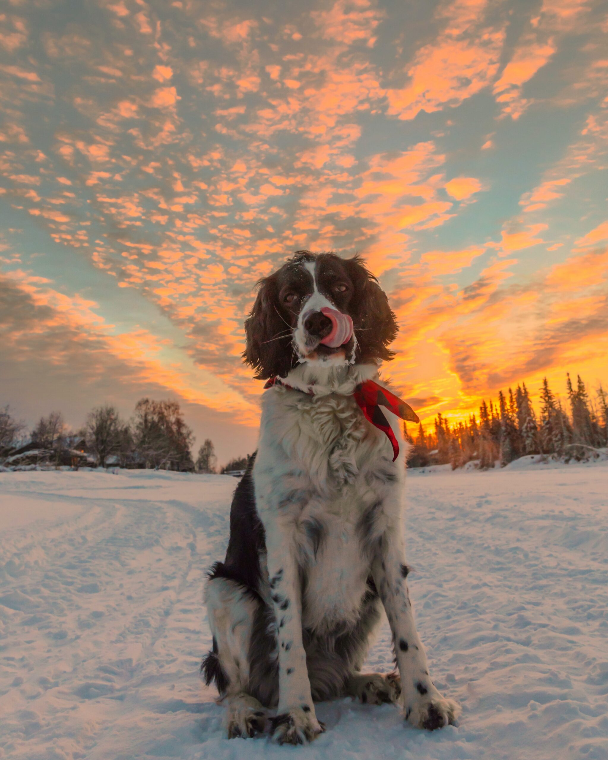 A dog sitting in the snow with a red collar on.