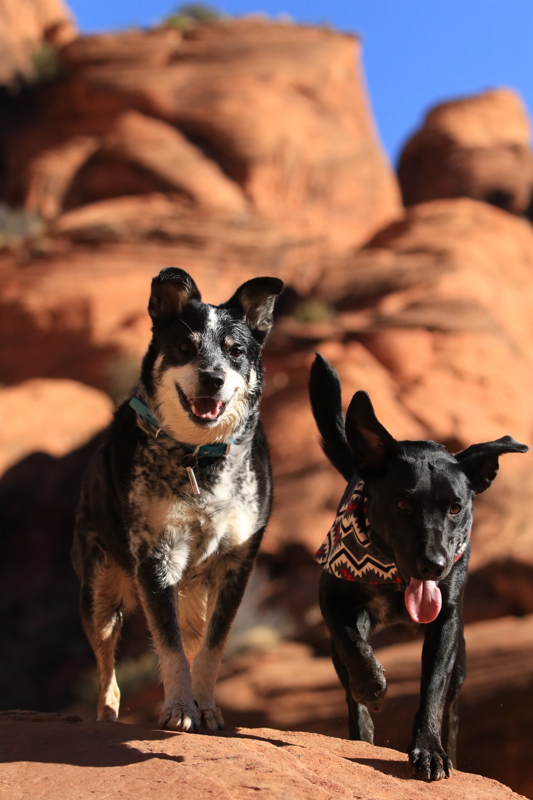 Two dogs are running in front of a rock formation.