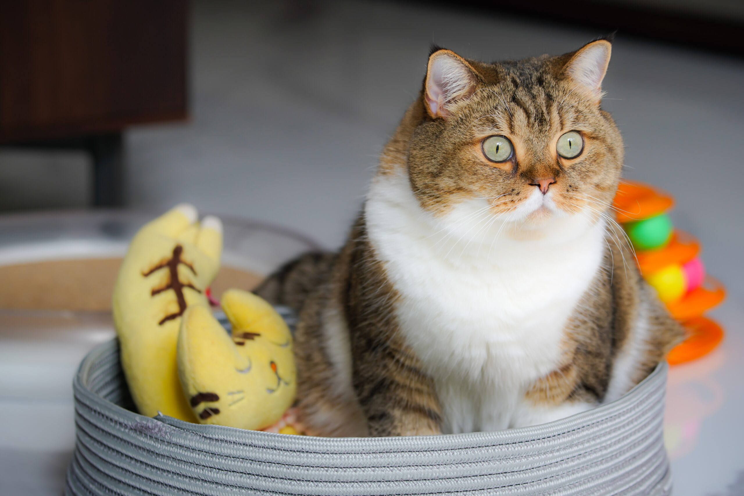 A cat sitting in front of some bananas