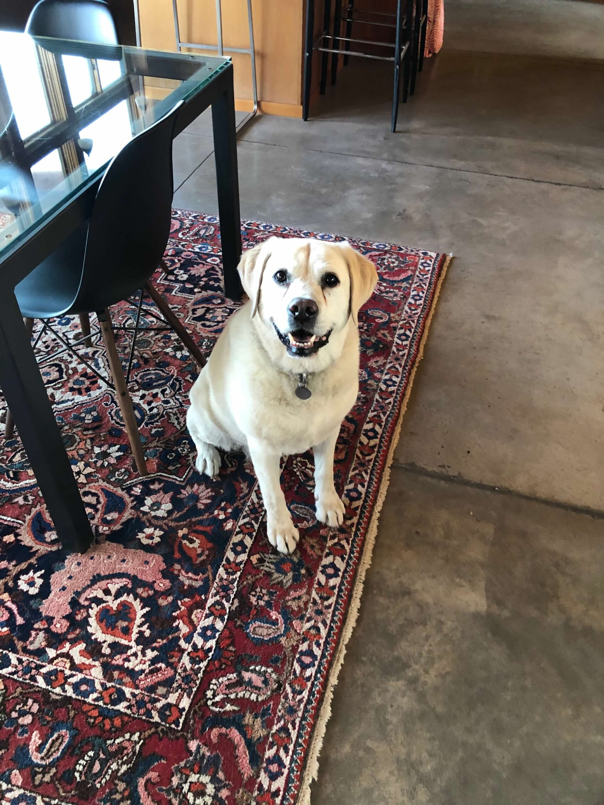 A dog sitting on the floor of a room.