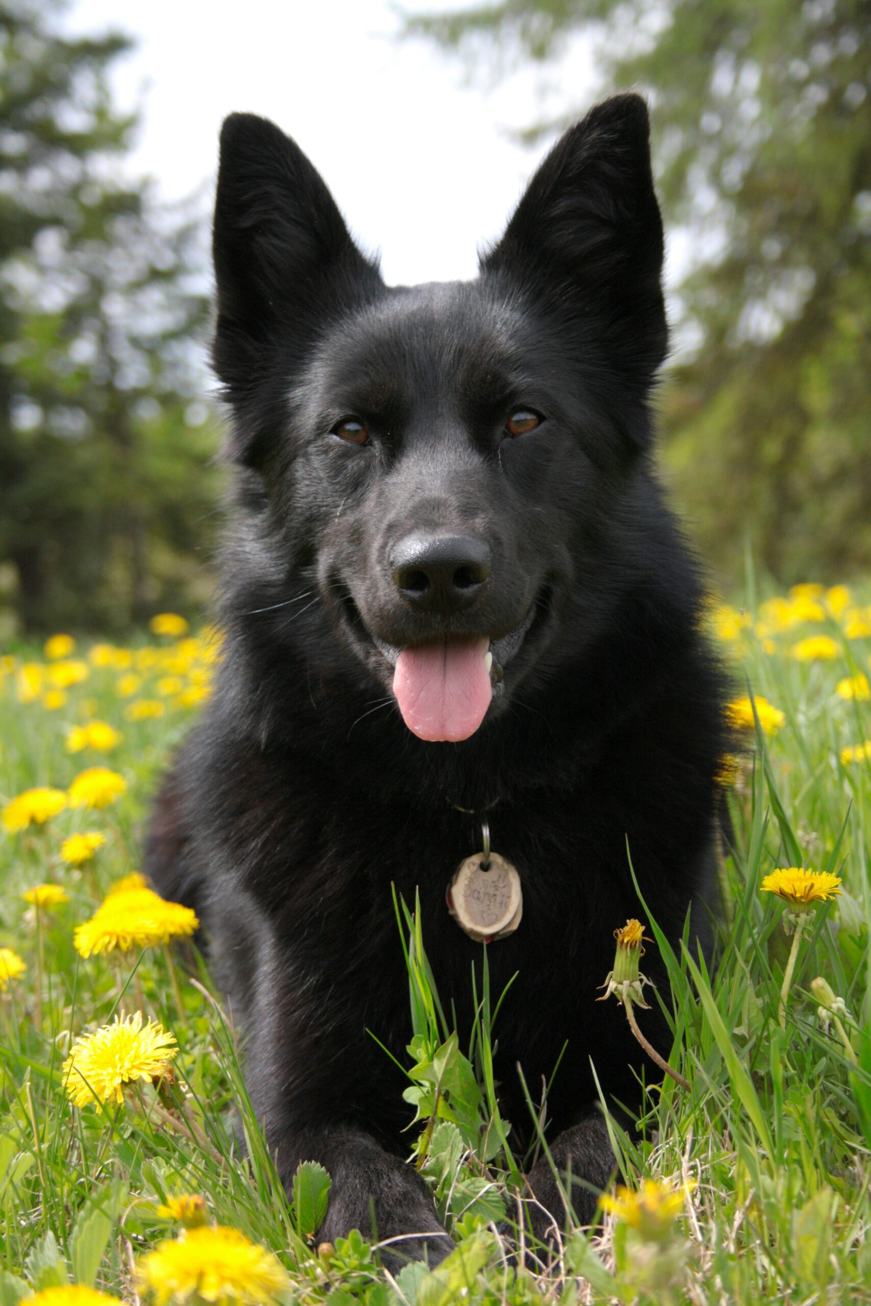 A dog standing in the middle of some grass